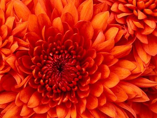 2551479417537-Chrysanthemum